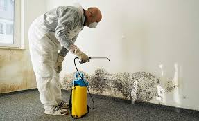 Best Mold Remediation for Healthcare Facilities  in Buhl, ID